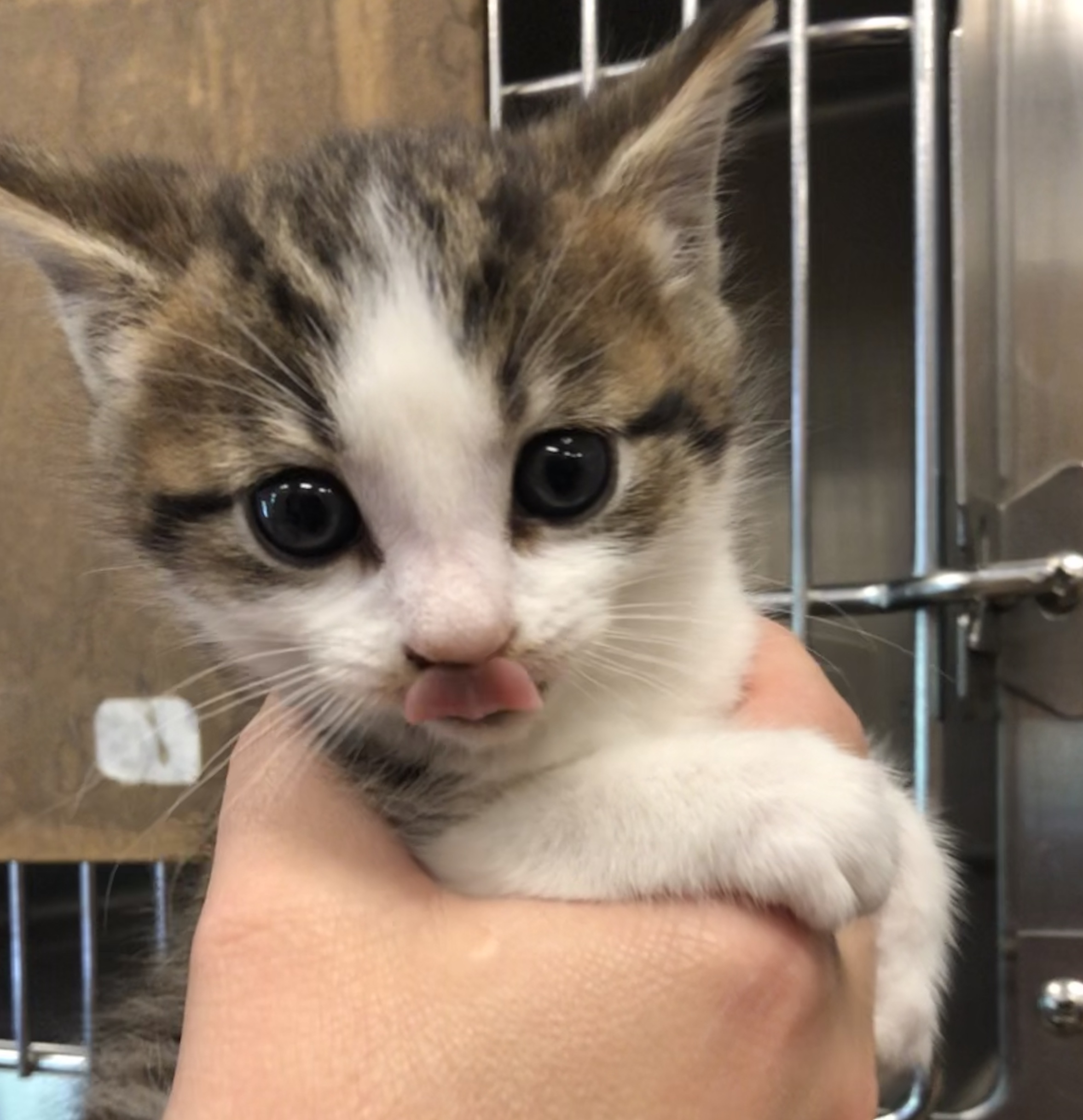 Resources Dr. Dawn's LLC Lehighton Animal Hospital St. Francis