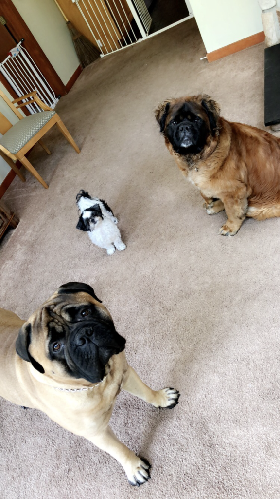 Our Services L Dr. Dawn's LLC Lehighton Animal Hospital St