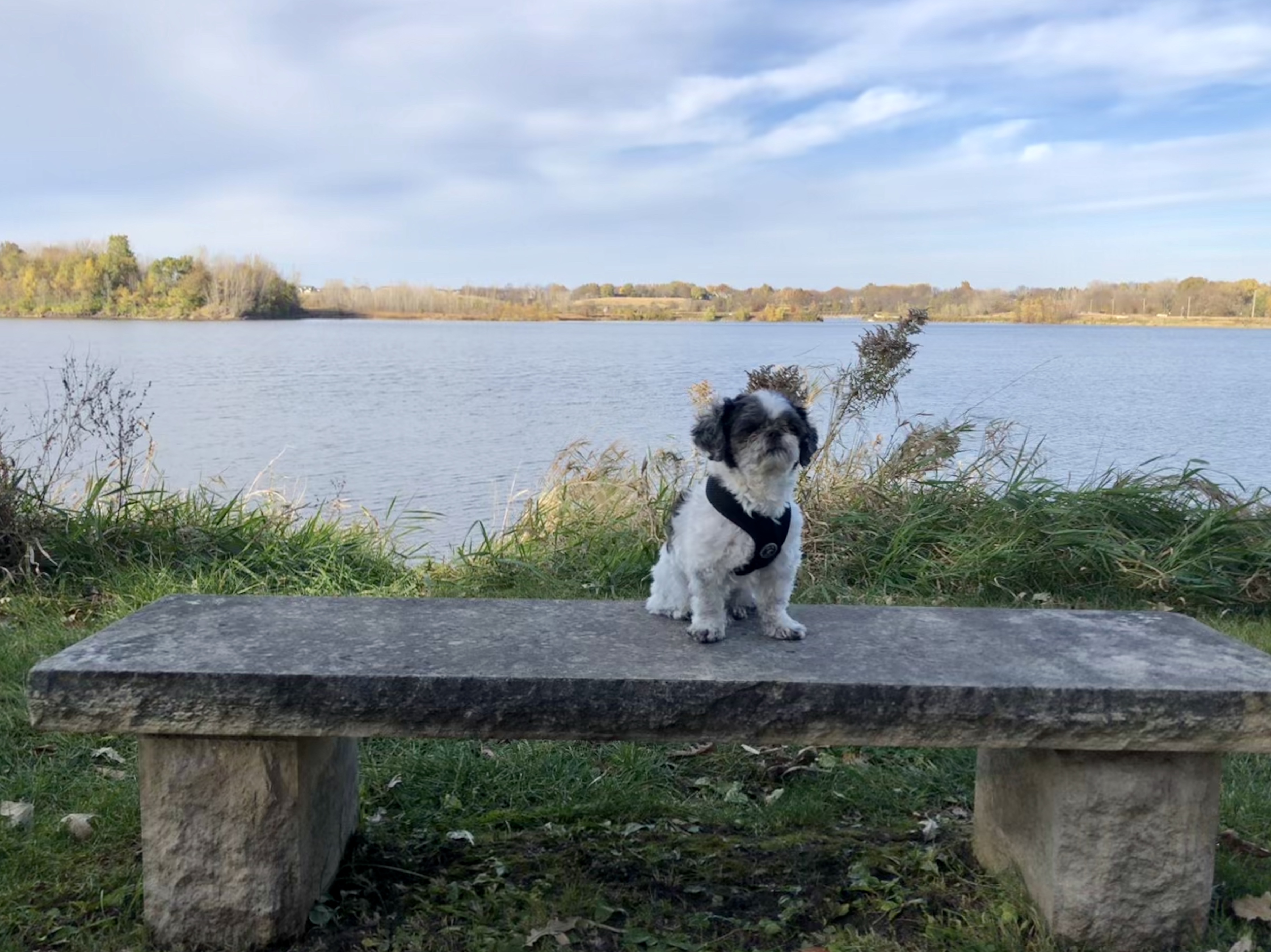 Our Services Dr. Dawn's LLC Lehighton Animal Hospital St. Francis