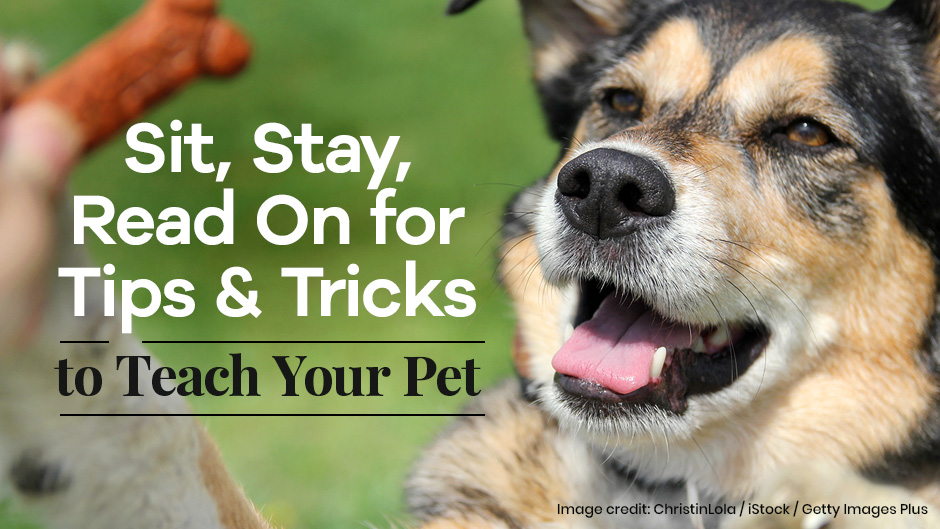 Sit, Stay, Read On for Tips and Tricks to Teach Your Pet