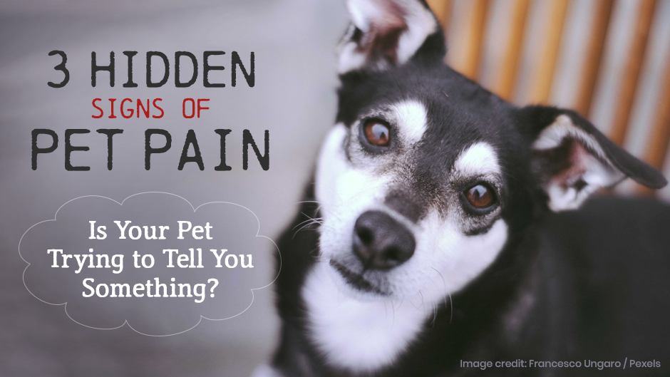 3 Hidden Signs of Pet Pain - Is Your Pet Trying to Tell You Something?