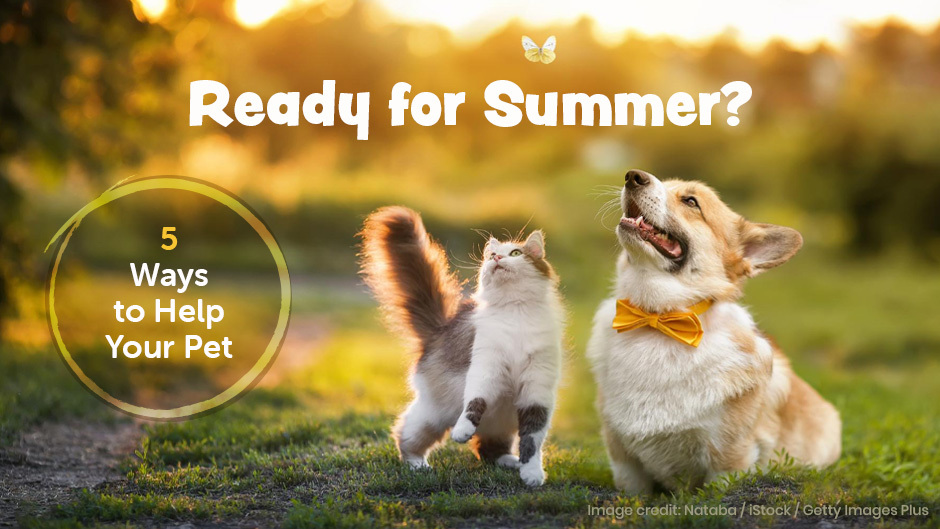 Ready for Summer?  5 Ways to Help Your Pet