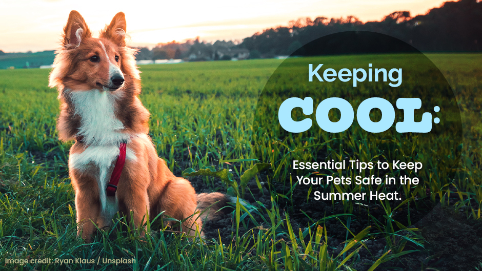 Tips to Keep Your Pets Safe in the Summer Heat