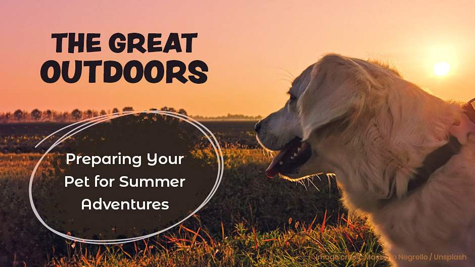 The Great Outdoors – Preparing Your Pets for Summer Adventures