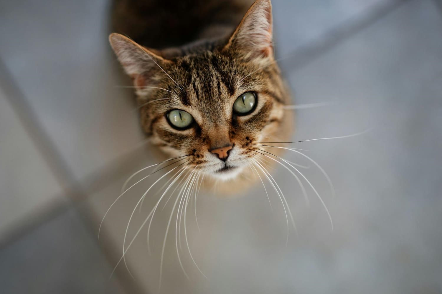 cat looking up from the ground