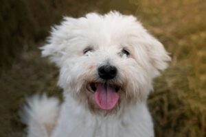 smiling white dog