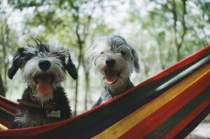 two dog in a hammock beside the trees