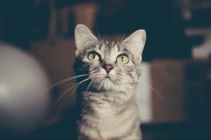Cats hide illness well. Learn how regular vet visits can lead to a longer, happier life by catching problems early and supporting your cat’s health.